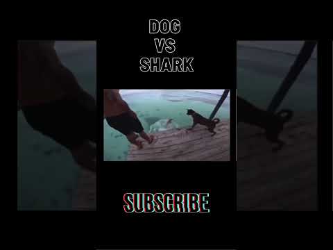 Dogs vs Shark! 🦈🐕 The Ultimate Pier Chase!