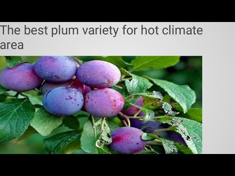 The best plum variety for hot climate area //