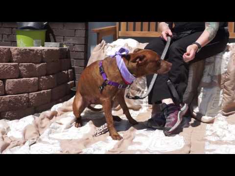 Cookie, an adopted Pit Bull Terrier in Mt. Vernon, NY_image-1