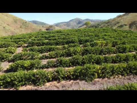 REPRISE: MUNICÍPIO DE VIRGOLÂNDIA-MG VEM SE TORNANDO REFERÊNCIA NA PLANTAÇÃO E CULTIVO DO CAFÉ