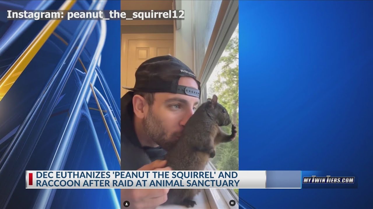 Peanut the squirrel euthanized by DEC to test for rabies