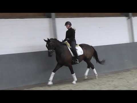 "BELLATRICE"-Weidenhof-Verkaufspferd: 4j. Hannoveraner Stute, v. Bon Coeur