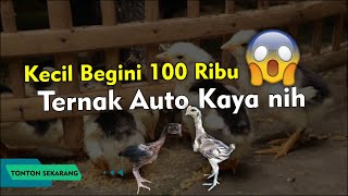 Download lagu The price of 2-month-old Pelung chicks is rarely reported. mp3