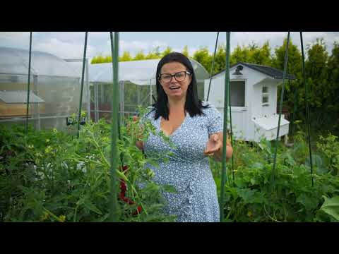 Przerośnięte krzaki pomidorów po urlopie