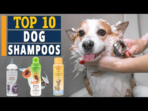 ✅ Best Dog Shampoo in 2022 | TOP 10 Dog Shampoos 🐶