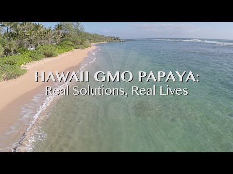 GMO Papaya in Hawaii
