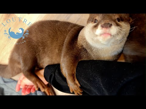 Eine Otter klammert sich an meinen Arm, nur um meine Aufmerksamkeit zu bekommen