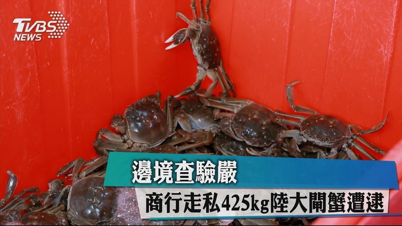 邊境查驗嚴 商行走私425kg陸大閘蟹遭逮