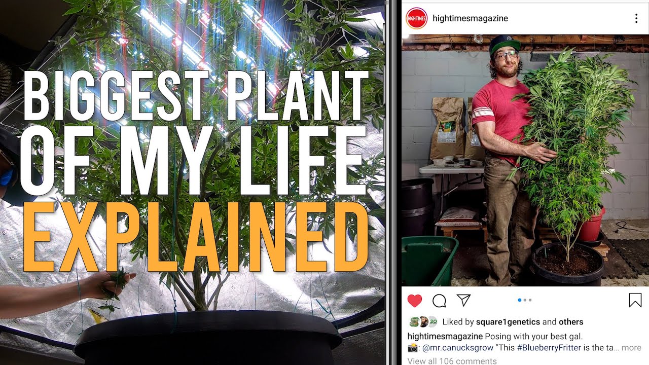 Anyone Use Gaia Green as Top Dressing? - Grow from Home - Growers Network  Forum