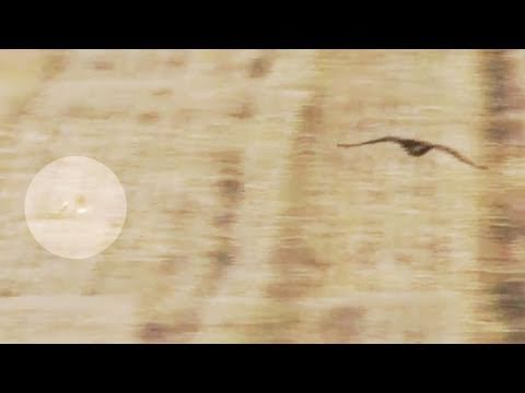 Fieldsports Britain - Hares with golden eagles and a muntjac cull - episode 62