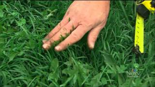 5 easy steps to lush green lawn as seen on CTV News