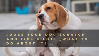 🐶 ¿Does Your Dog Scratch And Lick a Lot? ¿What To Do About It?