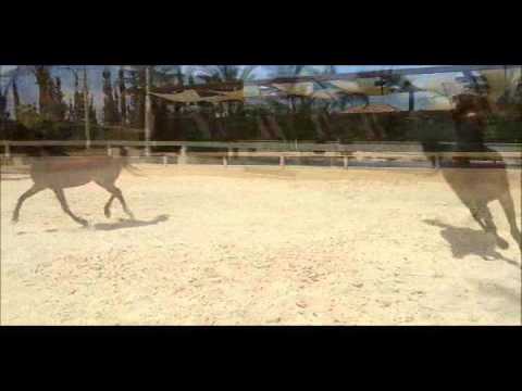 El Farida Final - Mares and fillies