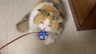 ねこぱん