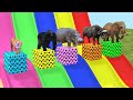 Long Slide Game With Elephant Gorilla Buffalo Hippopotamus Tiger 3d Animal Game Funny 3d Animals