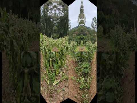 R$ 660.000.       3,5 Alqueires em Piedade, São Paulo