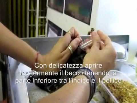 Come trattare vermi a capre Come prendere il colpetto su uova un verme