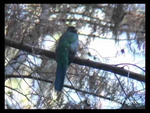 Narina Trogon - A male changing of perch several times