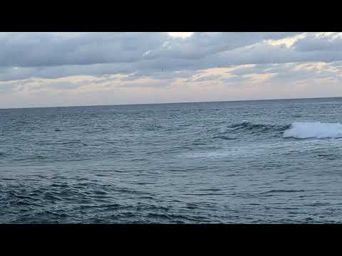 surfing Dolphins