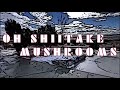 Oh Shiitake Mushrooms Intro 2023 Without Lee