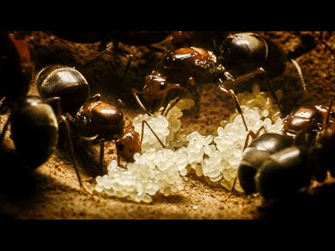 Ant Queens Forge an Empire | Empire Of The Desert Ants | BBC Earth