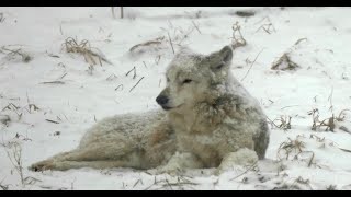 Wildlife Prairie Park - Animals in the Snow