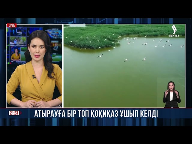 Атырауға бір топ қоқиқаз ұшып келді