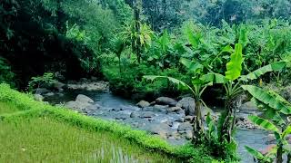 4K Tranquil River Flow (No Birds): Calming Nature Water Sounds for Sleep & Relaxation – White Noise