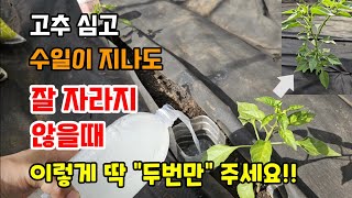 고추심고 수일이 지나도 잘 자라지 않을때 이렇게 해주면 바로 해결됩니다 #고추키우기