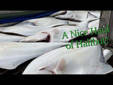 How It's Done: Halibut Longlining - Baiting, Setting, Hauling, Cleaning | Alaska Halibut Longlining