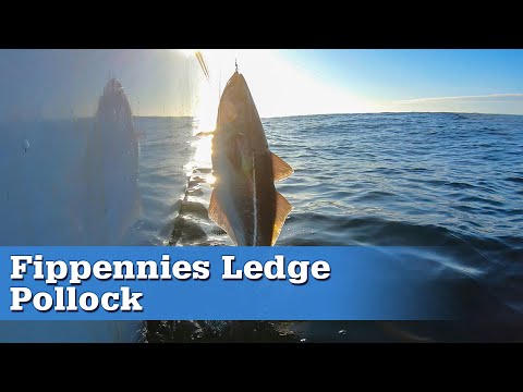 Commercial Fishing for Pollock with the New England Fishmongers | S17 E03