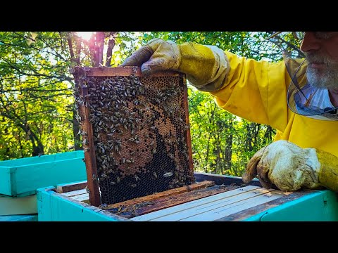 Kako najjednostavnije razrojiti pčele