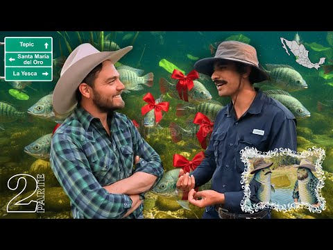 ¡EL GANADO MÁS RENTABLE DEL MUNDO! Desde Nayarit