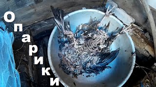Опарыши для рыбалки где найти
