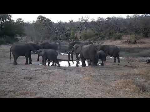 Djuma: Elephant come drink at the pan - 17:52 - 09/02/21