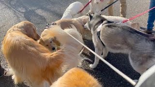 It was a paradise for large dogs from the morning 【Golden retriever puppy Bisuke】