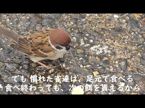 パン屑を貰いに来るすずめ達 20220111pm 1（雨の日行き道）