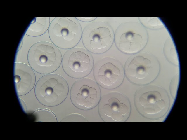 Early angelfish egg development
