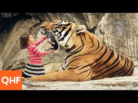 download lagu mp3 mp4 Interesting Facts About Royal Bengal Tiger, download lagu Interesting Facts About Royal Bengal Tiger gratis, unduh video klip Interesting Facts About Royal Bengal Tiger