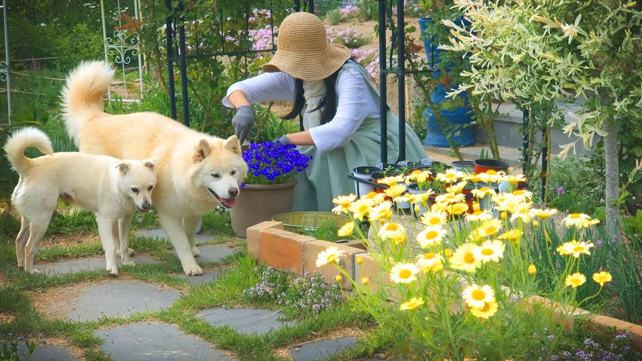 #122.첫사랑보다 더 설레이는 새봄맞이 가드너의 두근두근 봄 준비💗ㅣ미니 아이리스ㅣ로벨리아ㅣ식쇼핑ㅣ 봄꽃 화분 분갈이ㅣ정원아치벤치 설치