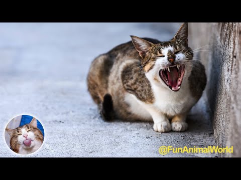 Funny and Cute Cats Compilation 🤣 (Part 4) | Try Not to Laugh!