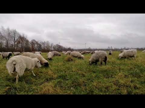 , title : 'Warum Schafe im Winter bei den Bauern weiden, und warum das bald vorbei sein könnte'