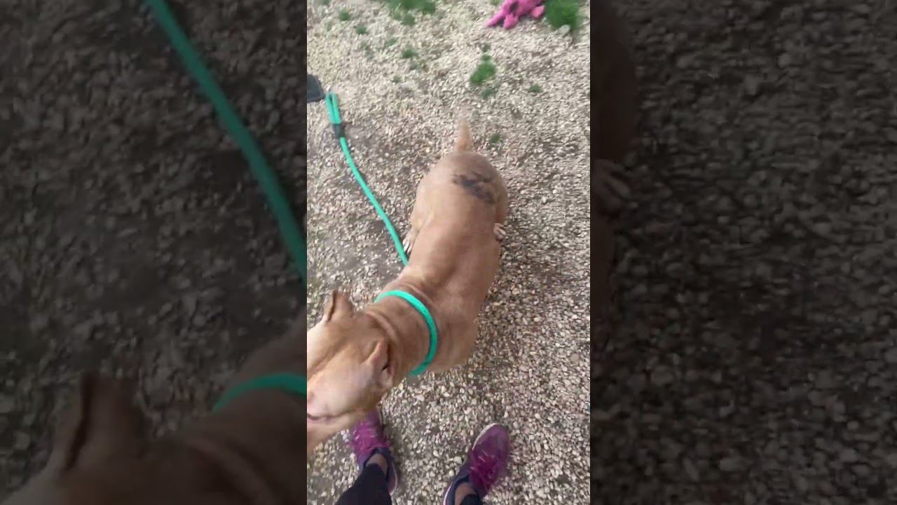 Enlarge Willow, a Adoptable Mixed Breed in Philadelphia, PA video 6/6