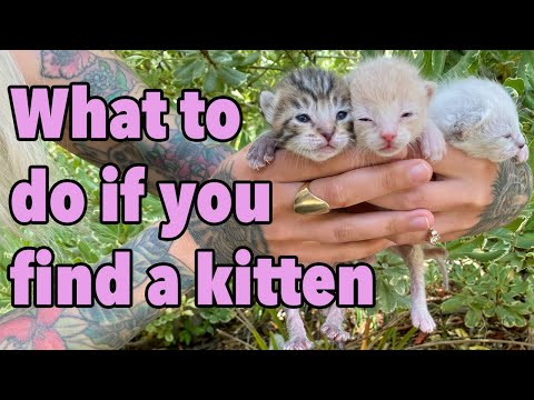 What To Do If You Find a Kitten -- How to Make the Right Call!