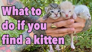 How to Litter Train a Kitten & Fix Litter Box Aversion