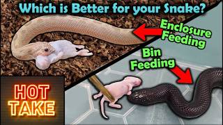 Our HOT TAKE on Feeding Snakes in Their Enclosure