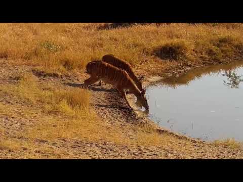 Djuma: Nyalas females - 08:35 - 07/18/19