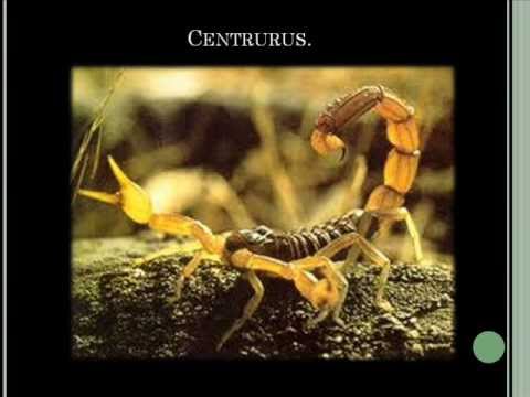 Scorpion Sting: Symptoms and Treatment, What to Do if Stinged by a Scorpion, Scorpion Sting, Scor...