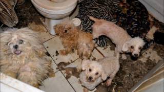 Animal Abuse Short Documentary