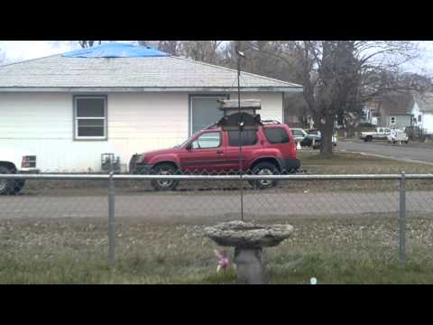 Evening Grosbeak Migration